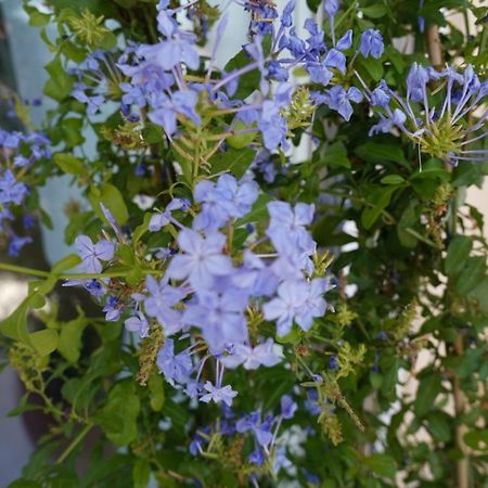 Blue Jasmine Διαμέρισμα Αίγιο Εξωτερικό φωτογραφία