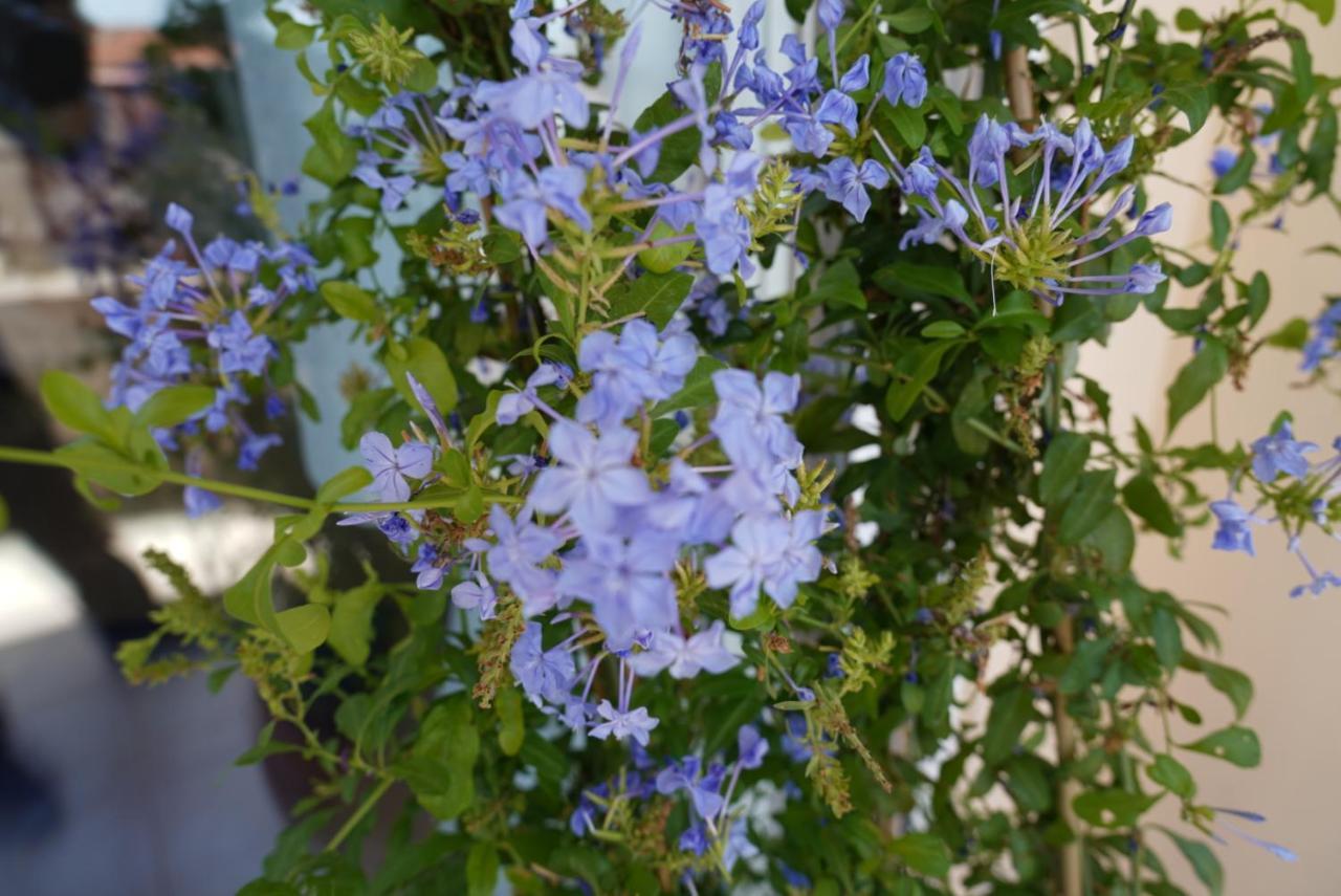 Blue Jasmine Διαμέρισμα Αίγιο Εξωτερικό φωτογραφία